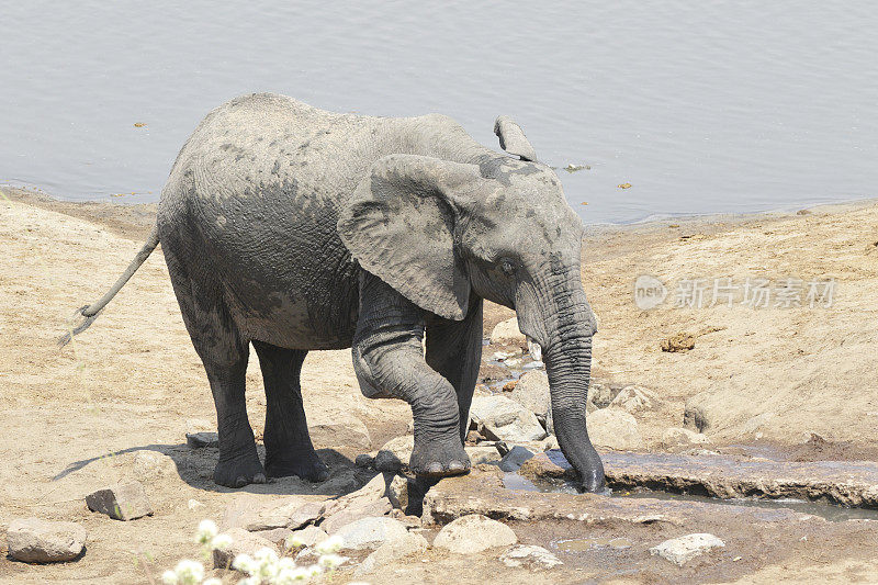 非洲象Loxodonta africana饮用津巴布韦Masuma大坝的淡水
